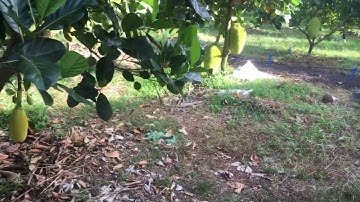 Tưới phun bù áp Supernet - Netafim cho Mít