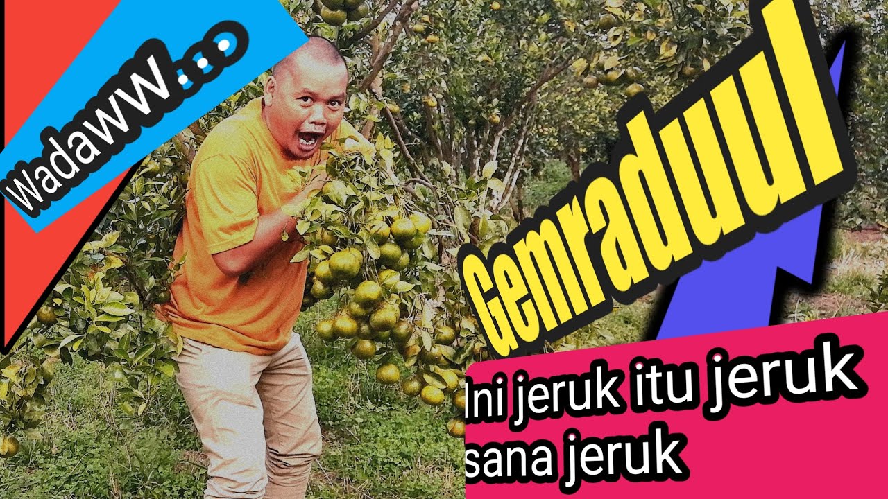 Jeruk Kintamani Bali, di Sini Jeruk Sana Jeruk itu Jeruk 