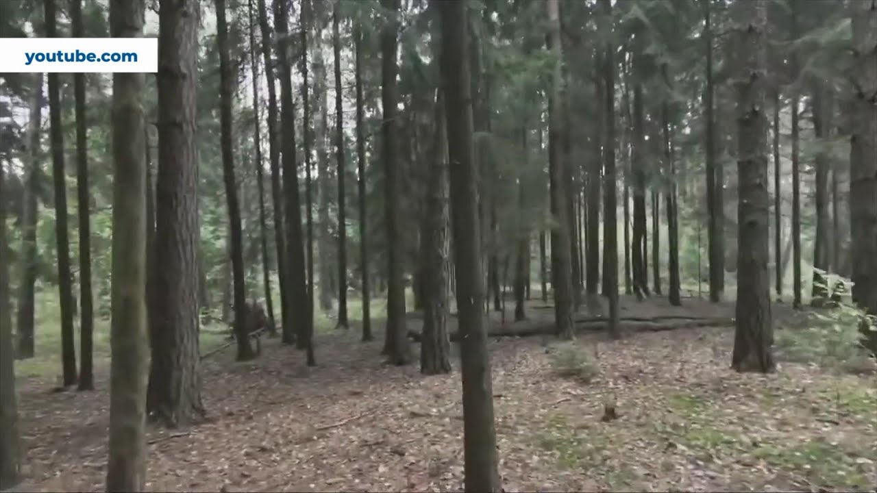 Серовчанам напоминают, что делать, когда заблудился в лесу