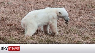 A happy ending for the bear who bit off something it couldn't chew