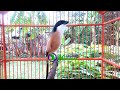 Burung Cendet Gacor Paling Ampuh Untuk Pancingan Cendet Stres Mp3 - Mp4 Download