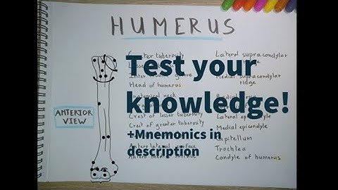 Humerus Quizz | Osteology (Intermediate)