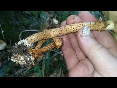 ЧЕШУЙЧАТКА чешуйчатоВИДНАЯ,Pholiota squarrosoides;ЧЕШУЙЧАТКА
