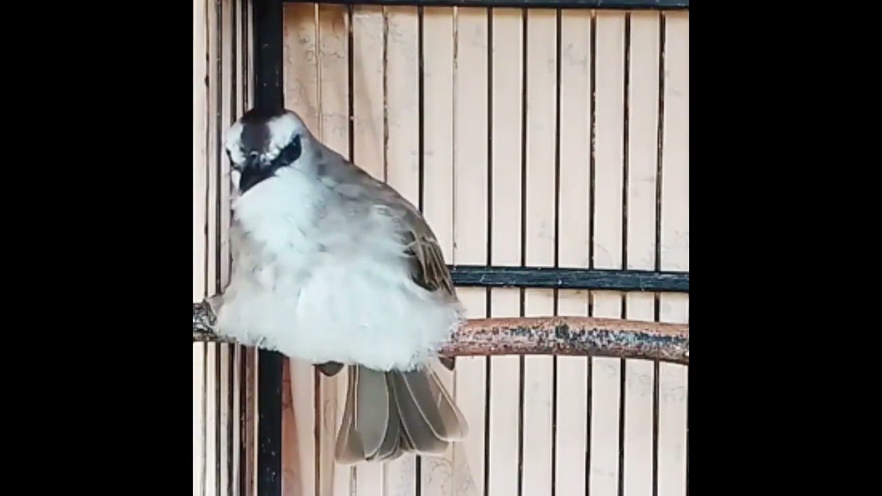 Burung trucuk betina gacor #fypシ゚viral #trucukbetinagacor