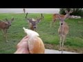 Hand Feeding Deer in Front Yard.