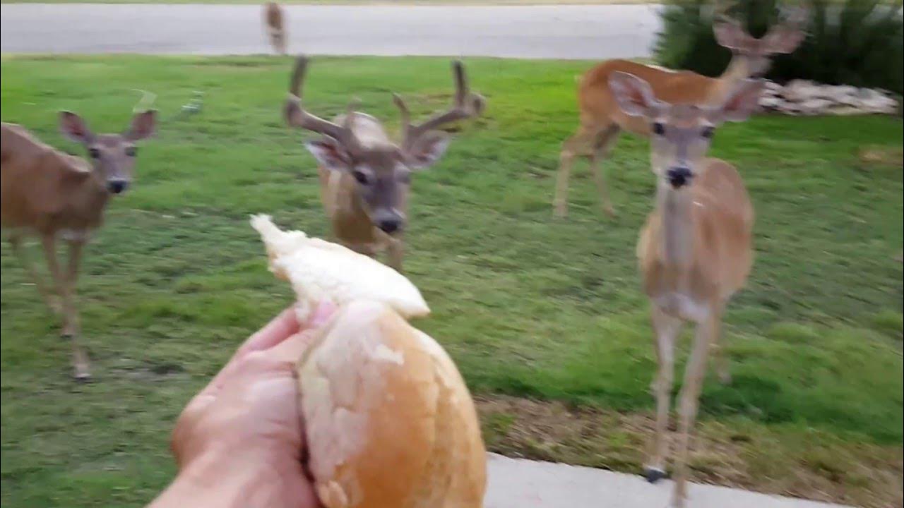 Hand Feeding Deer in Front Yard. YouTube