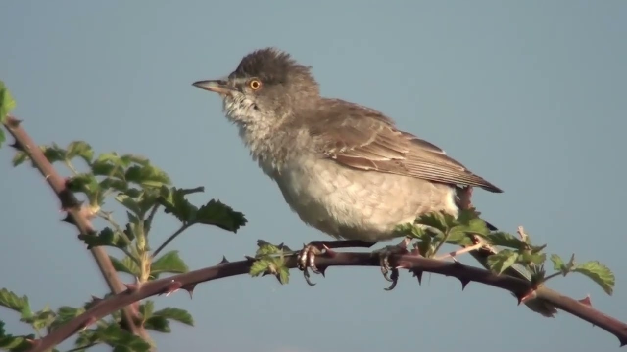 Los pajaros son omnivoros