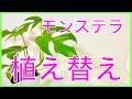 【観葉植物】モンステラ植え替え【初心者でもわかりやすく解説】