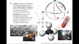 Carbon Cycling (IB Biology)