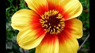 Winter Season Flowers Plants (Urdu/Hindi)