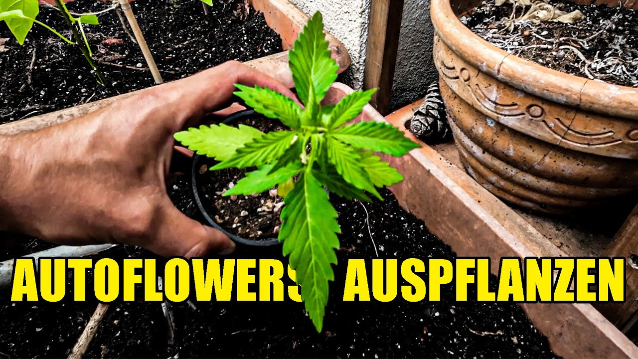 Autoflowers nach Draußen | Woche 1-3 Eigenanbau