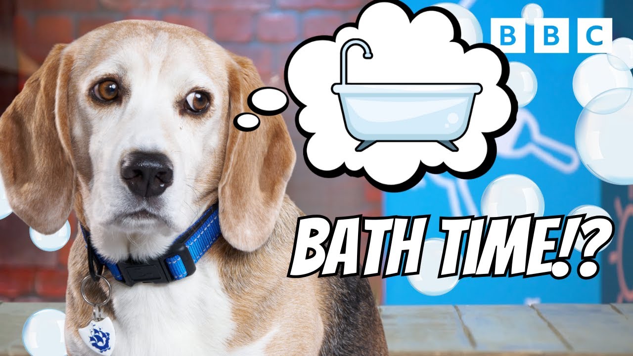 Play: How to Give Your Dog a Bath: the classic Blue Peter tutorial