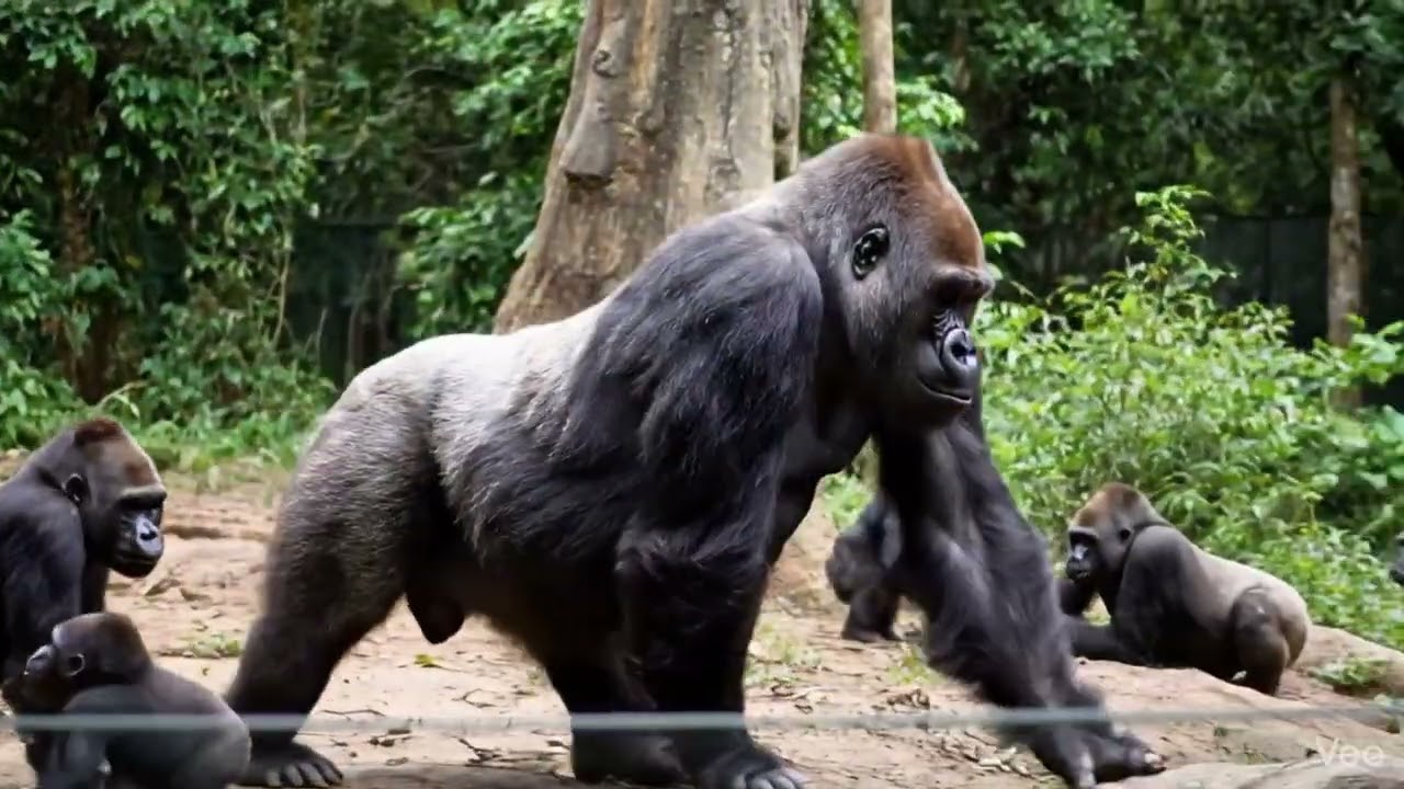 Monkey mischief with a cute girl laugh 😄👧 