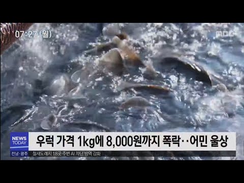 &amp;quot;불법 가두리양식장 단속 좀 해주세요&amp;quot; [목포MBC 뉴스데스크]