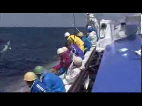 鰹一本釣り 近海カツオ一本釣り 中型船 三陸沖 Youtube