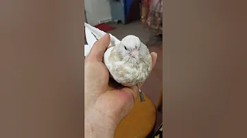 Вздутие зоба у пискунов.