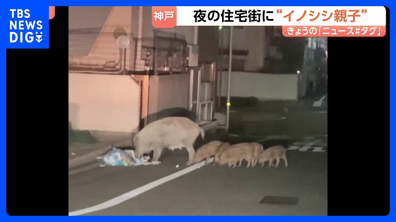 Leading five piglets A 