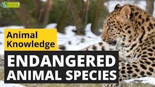 Endangered Animal Species - Animals for Kids - Educational Video