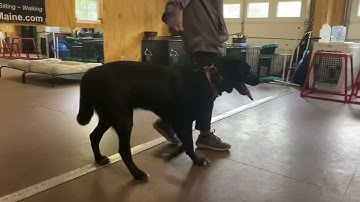 Prong collar intro with pulling Lab/Malamute - Balanced Dog Training