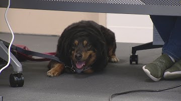 With his own ID badge, Pretzels the Dog goes to the office — the company hopes employees follow