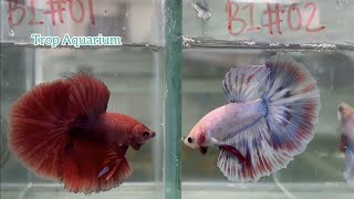 FIGHTING FISH PART 01 HALF MOON BETTA [Trop Aquarium] (Singapore) last upd. 14.07.23