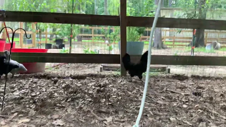 Chicken