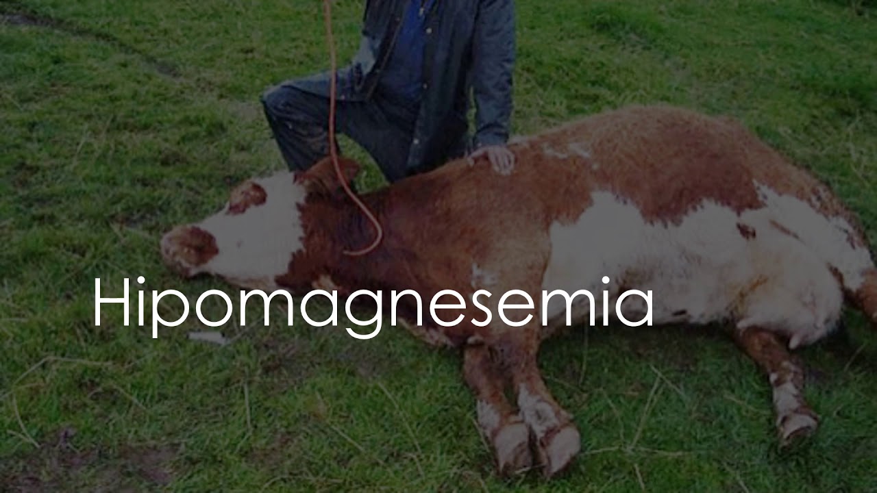 🩺💉✔ Enfermedades metabólicas en el bovino