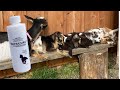 Coccidia Prevention for our Baby Goat Kids