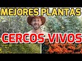 4 plantas para taparte de tus vecinos cercos vivos de rpido crecimiento