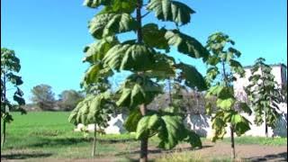 Paulownia, ja pema e rrallë që rritet e kultivohet në fshatin Bushat