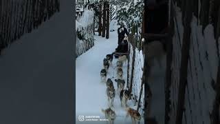 Santa Claus Village Husky Park | Rovaniemi Lapland Finland #finland #winter #christmas #snow