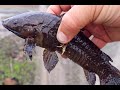 Armored Catfish - Florida Invasive Species