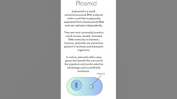 plasmid