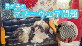 マナーウェアを比較してみた！【犬用オムツ使用レビュー】