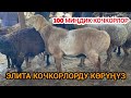 Пай-Пай КОЧКОР эле багып САТЫП байып кетет ОКШОЙБУЗ