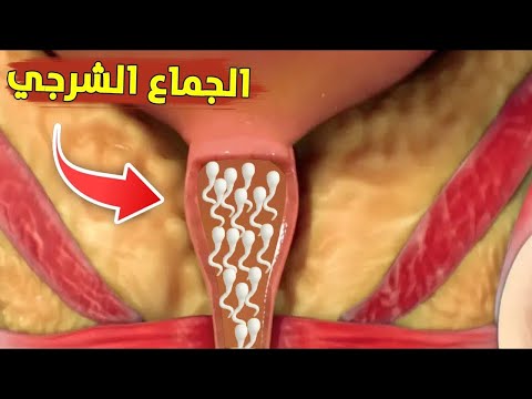 الايلاج الخلفي لماذا تستمتع به بعض النساء رغم أنه محرم