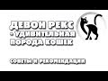 Знакомимся с кошками Девон рекс