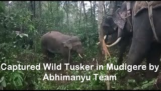 Operation wild tusker in mudigere