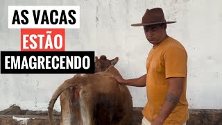 AS VACAS ESTÃO SEM PASTO, PRECISEI FAZER ISSO. COMECEI O LAGUINHO DOS PATOS