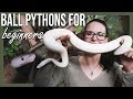 BALL PYTHONS FOR BEGINNERS (How to setup terrarium)