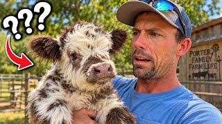 We Found a New Calf… But Something Is VERY Different 😳🐮