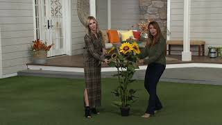 Indoor/Outdoor 51" Artificial Sunflower Potted Plant on QVC