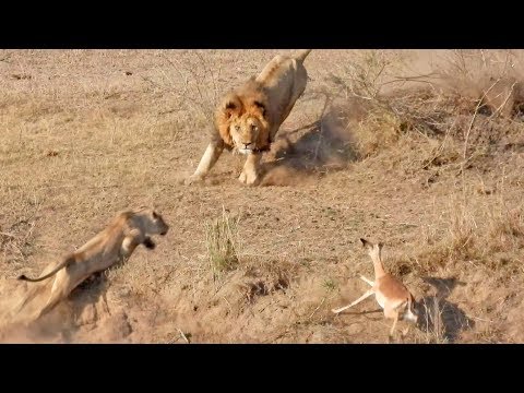 This Is Why The Lionesses Hunt