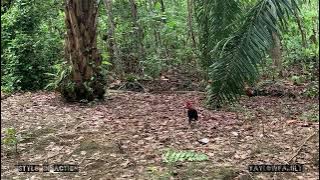 PIKAT AYAM HUTAN SI STYLO OPEN TPGL 11K NYARIS TAPAU TIGA!! ORI MUDA KELUAR DARI BELUKAR!