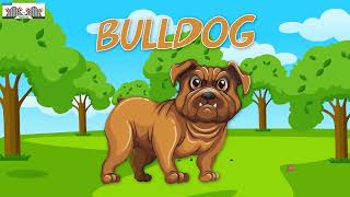 Mandi Pandi Teaches Us About The Different Species Of Dogs