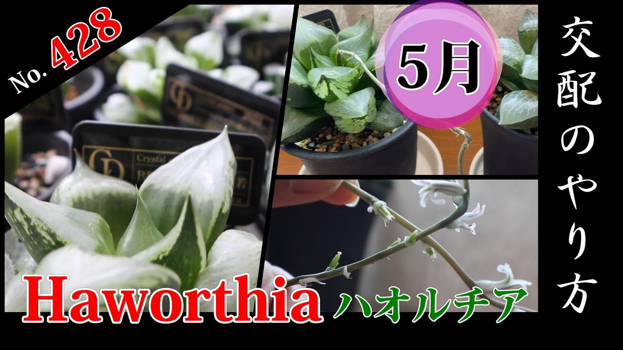 Haworthia ハオルチアの交配のやり方 Youtube