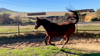 Abba and the lunge ring taraxippos