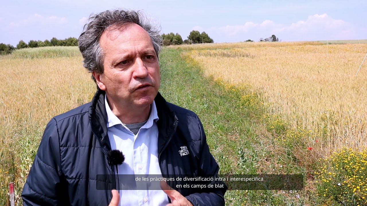 The association  of wheat varieties in organic arable cropping systems in Catalonia