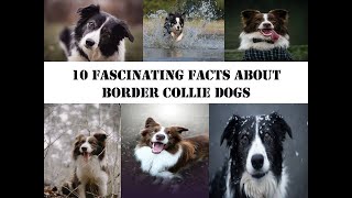 10 Fascinating Facts About Border Collie Dogs: Unleashing Their Intelligence and Herding Instincts'