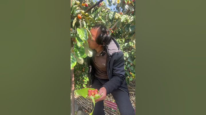 Come and eat goat milk fruit with Lao Yang